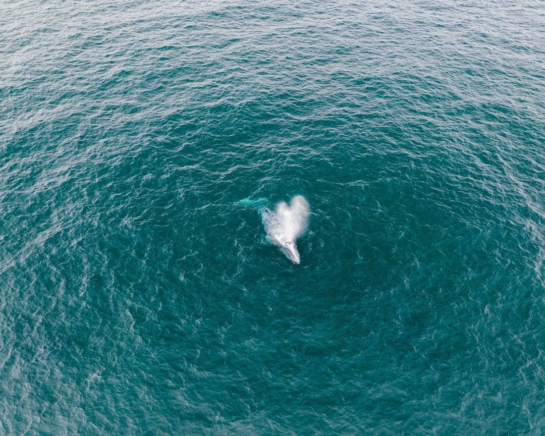 Actividades Ecológicas Económicas en Baja California imagen del tema