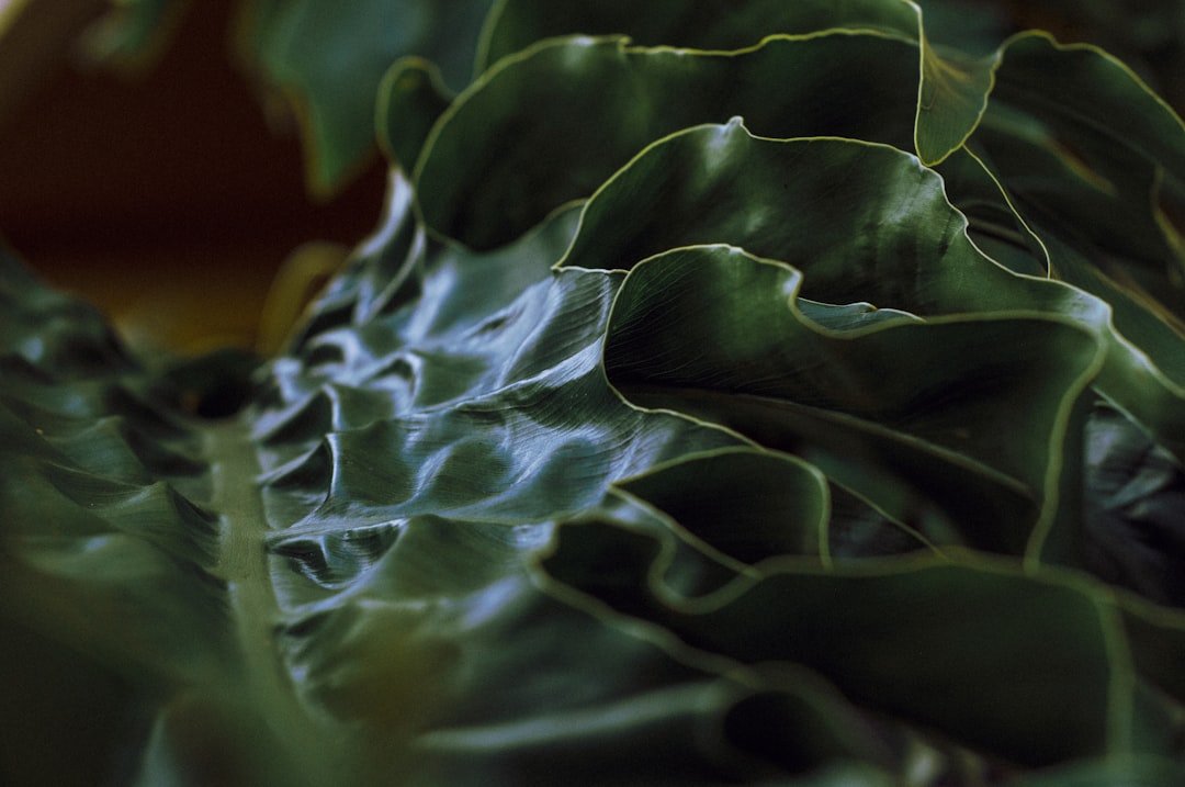 San Cristóbal de las Casas con poco dinero: itinerario de 4 días por menos de 3000 pesos imagen relacionada