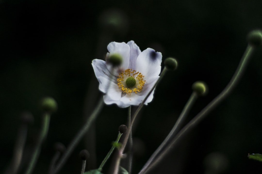 San Cristóbal de las Casas con poco dinero: itinerario de 4 días por menos de 3000 pesos imagen del tema