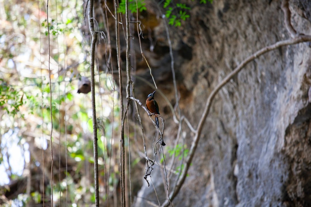 Cómo Viajar Ecológico y Barato por Yucatán imagen relacionada