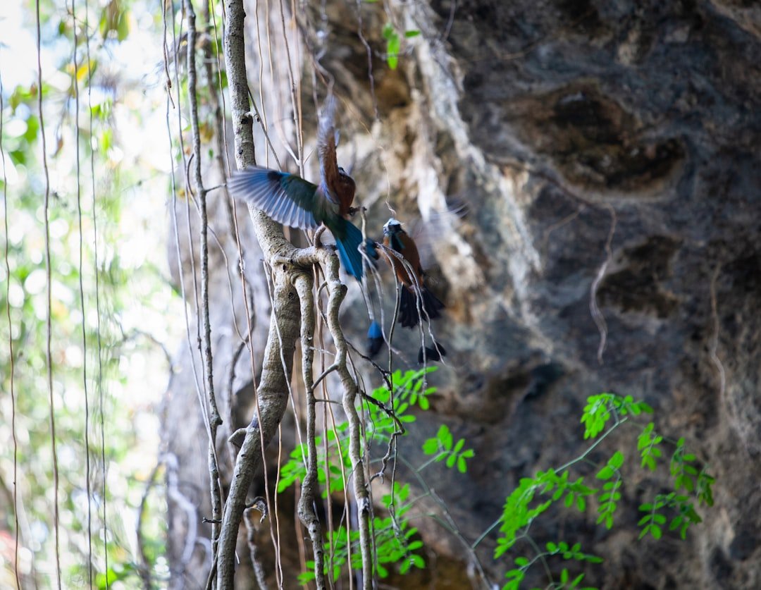Cómo Viajar Ecológico y Barato por Yucatán imagen del tema