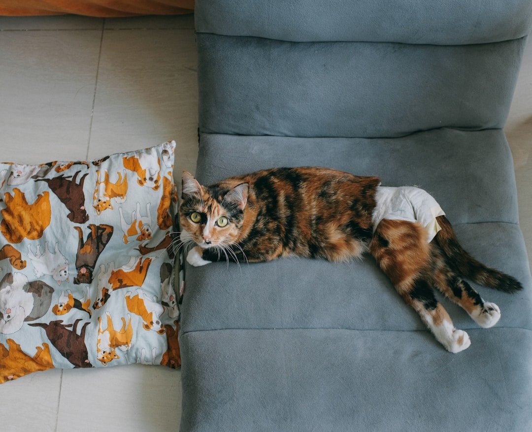 Métodos para conseguir hospedaje gratis (sin voluntariados) imagen relacionada