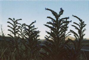 Ruta del tequila low-cost: Guadalajara → Tequila → Tepatitlán en transporte público imagen