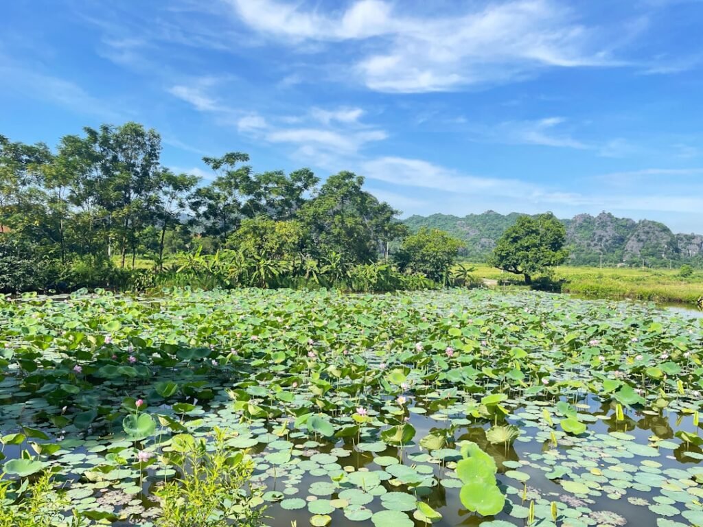 viajar a vietnam​ imagen