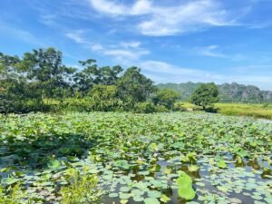 viajar a vietnam​ imagen